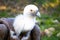 Closeup shot of a vulture`s head with watchful eyes