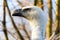 Closeup shot of a vulture`s head with watchful eyes