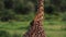 Closeup shot of walking giraffe back with birds sitting on him and pecking skin. Beautiful scene of mutual help in