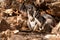 Closeup shot of wallabies on a rocky hill