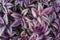 Closeup shot of a wandering jew plant with beautiful purple leaves