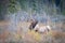 Closeup shot of a wapiti deer in a forest