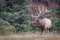 Closeup shot of a wapiti deer in a forest