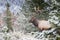 Closeup shot of a wapiti deer in a forest