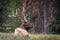 Closeup shot of a wapiti deer in a forest