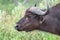 Closeup shot of a Water buffalo surrounded by greenery in a park under the sunlight at daytime