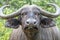 Closeup shot of a Water buffalo surrounded by greenery in a park under the sunlight at daytime