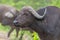 Closeup shot of a Water buffalo surrounded by greenery in a park under the sunlight at daytime