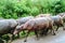Closeup shot of water buffalos walking in Sumba, Indonesia