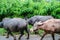 Closeup shot of water buffalos walking in Sumba, Indonesia