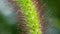 Closeup shot of water drops on green bristle grass (Setaria viridis)