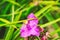 Closeup shot of waterdrops on a pink Virginia spiderwort (Tradescantia virginiana)