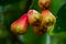 Closeup shot of wax apple fruit, bunch of fruits with selective focus