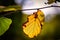 Closeup shot of a weathered leaf on a stem