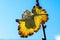 Closeup shot of a weathered leaf under a clear blue sky