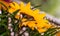 Closeup shot of wedding rings placed on a beautiful sunflower with blurred background