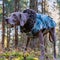 Closeup shot of a Weimaraner wearing clothes