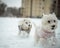 Closeup shot of a West Highland white terrier dogs in winter clothes playing on snow
