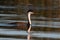 Closeup shot of a Western grebe with a black plumage and white lake swimming in a pond