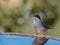 Closeup shot of a Western Orphean Warbler perched on a water fountain