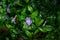 Closeup shot of a wet bloomed violet periwinkle surrounded by its leaves and other periwinkles