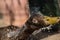 Closeup shot of a wet mallard dabbling duck with blurred background
