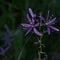 Closeup shot of a wet purple common camas flower with a blurred background