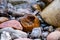 Closeup shot of wet sea shore stones - perfect for background