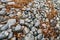 Closeup shot of wet stones and tare on icelandic beach in kalfshamarsvik during rain.