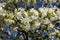 Closeup shot of the white blossomed flowers on the tree branch