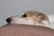 Closeup shot of a white brown dog with a long snout