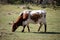 Closeup shot of a white and brown Texas Longhorn cattle in a field during daylight