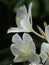 Closeup shot of a white Butterfly Ginger flower on a blurred background