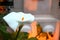 Closeup shot of a white calla flower