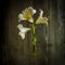 Closeup shot of white calla lily on a blurred background