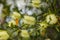 Closeup shot of white Callistemon flowers on the tree branches