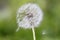 Closeup shot of a white dandelion with blowing fluff