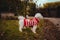 Closeup shot of a white dog with cloths