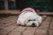 Closeup shot of a white dog with cloths