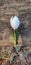 Closeup shot of a white Dutch crocus flower - Crocus vernus