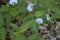 Closeup shot of white erect dayflowers blooming in a garden