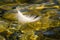 Closeup shot of a white feather floating on the surface of the water