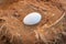 Closeup shot of a white flamingo egg on a brown nest