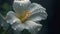 Closeup shot of a white flower with dark theme and waterdrops