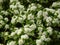 Closeup shot of the white flowers of Chinese fringe-tree