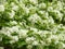 Closeup shot of the white flowers of Chinese fringe-tree