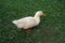 Closeup shot of a white fluffy goose walking on the green grass