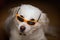 Closeup shot of a white furry dog wearing sunglasses