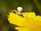 Closeup shot of White Goldenrod crab spider on yellow flower