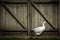 Closeup shot of a white goose walking in front of a barn